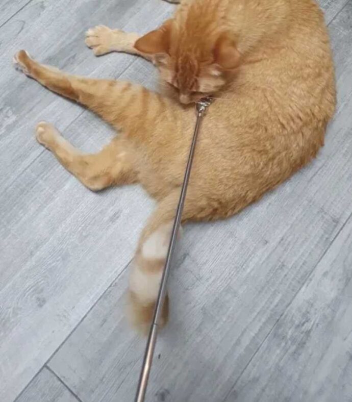 ⁦Gratteur Dos⁩ - الصورة ⁦4⁩